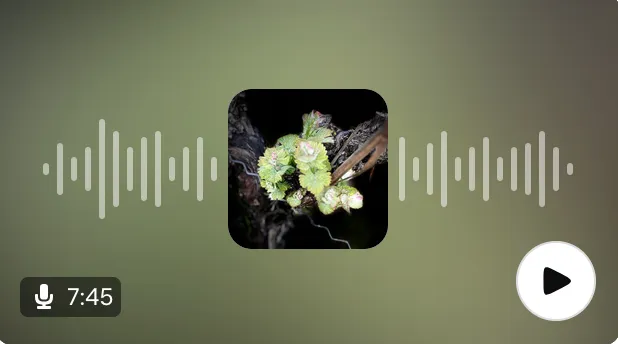 🎙 Saga "Plus belle la vigne" - épisode 2 (Romain Paire)