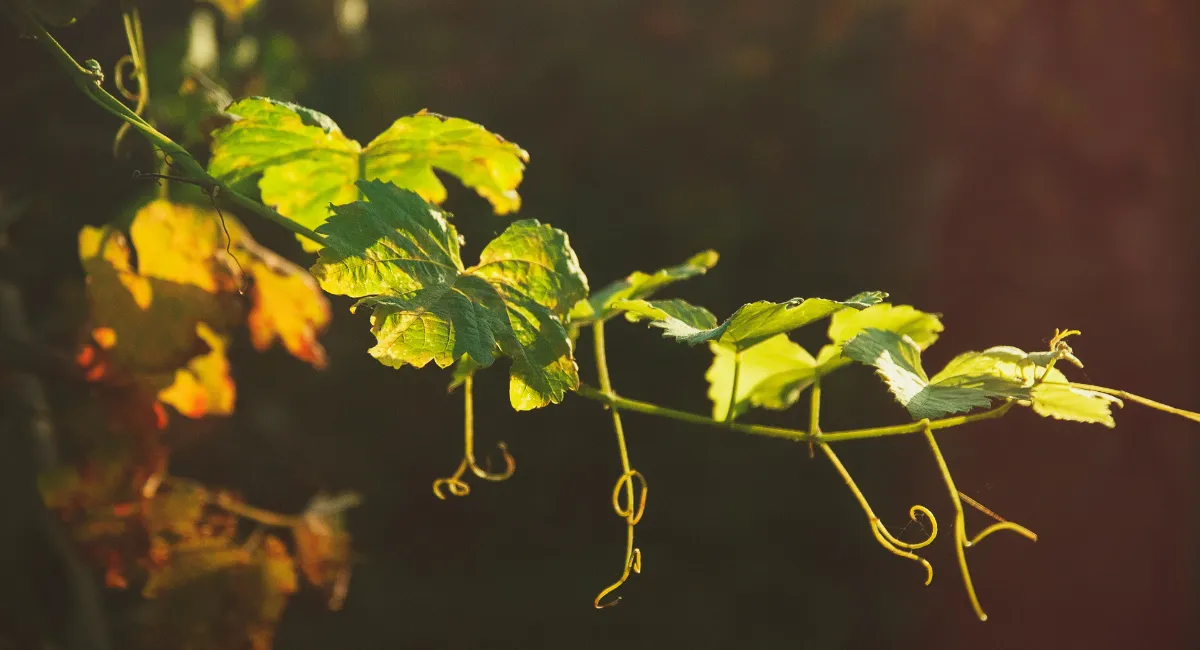 Et si la clé de la résistance, c’était la résilience ?