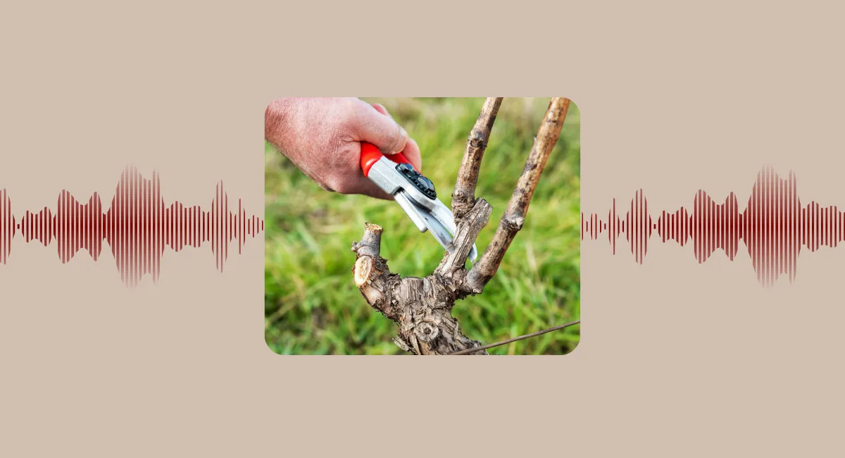 🎙 Saga "Plus belle la vigne" - épisode 7 : le début de la taille