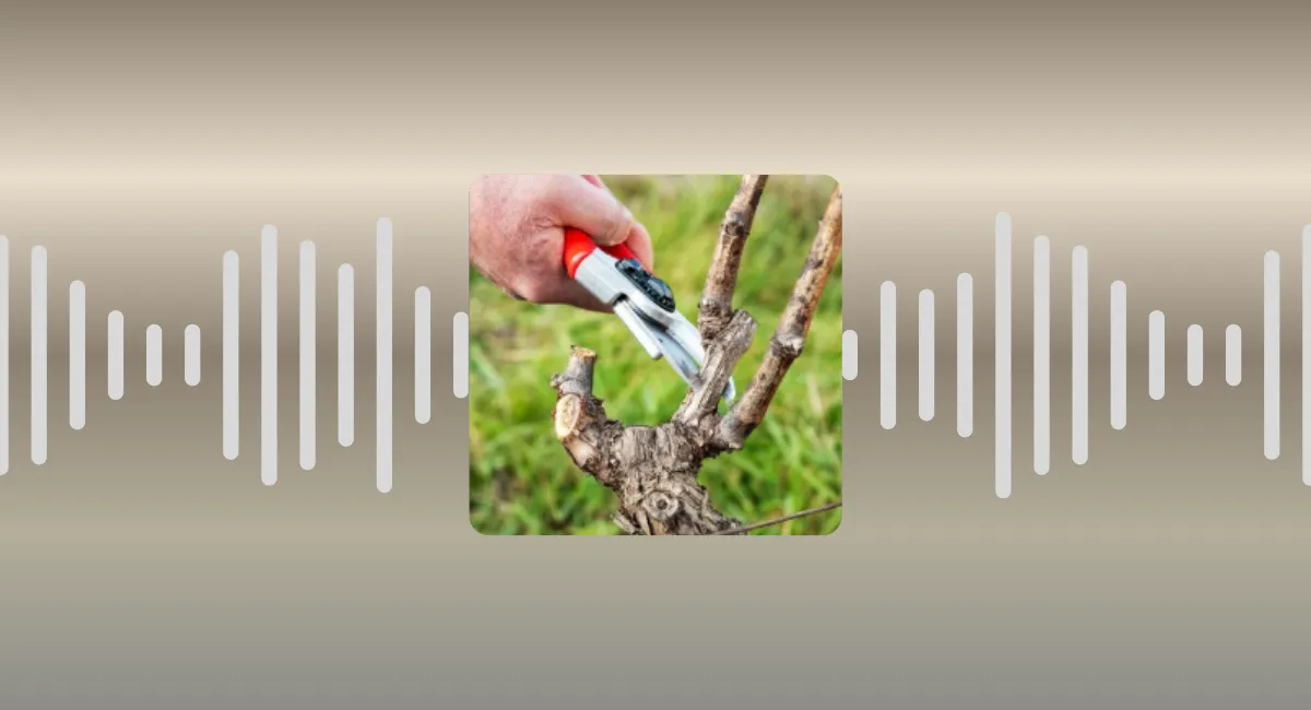 🎙 Saga "Plus belle la vigne" - épisode 7 : le début de la taille