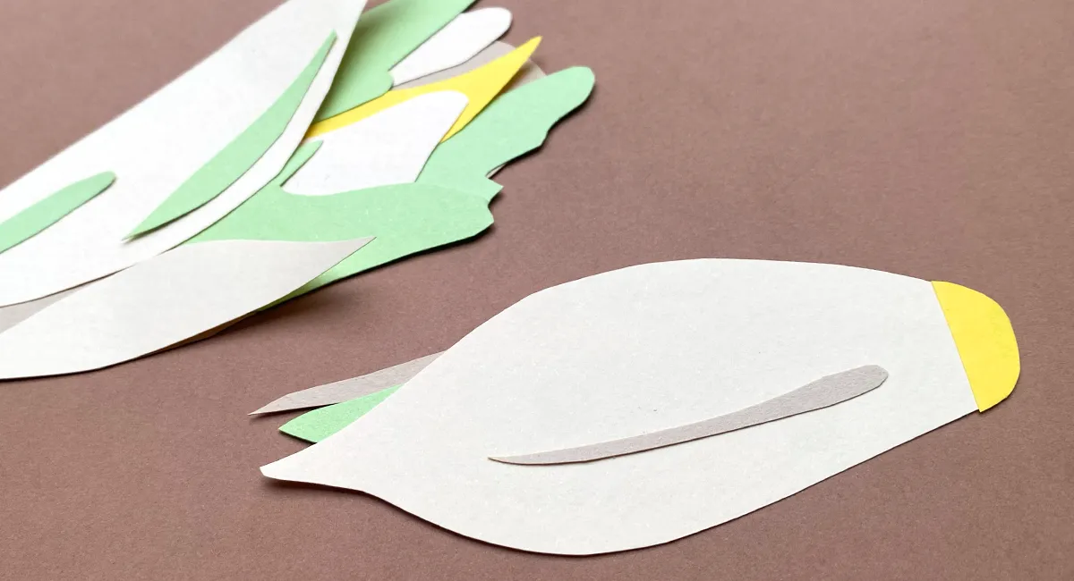 Illustration endive papier